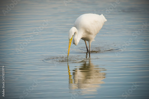 egret in nature