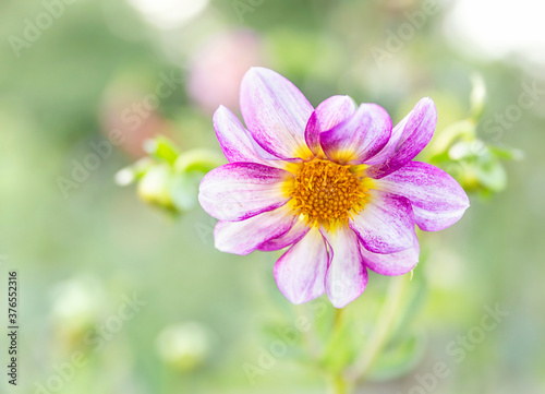 Beautiful flower of dahlia on the blured background