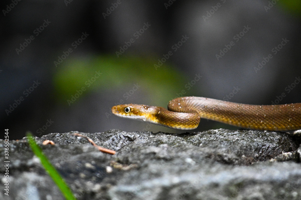 Fototapeta premium snake on the ground