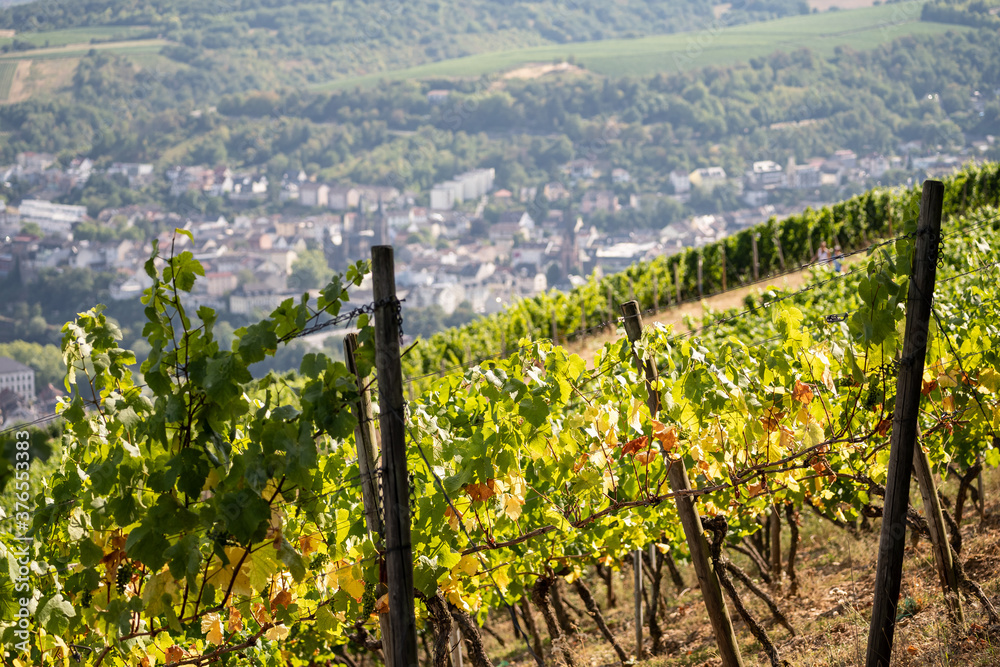 Beautiful hillside vineyards along the Rhine River near ruedesheim and the niederwald monument