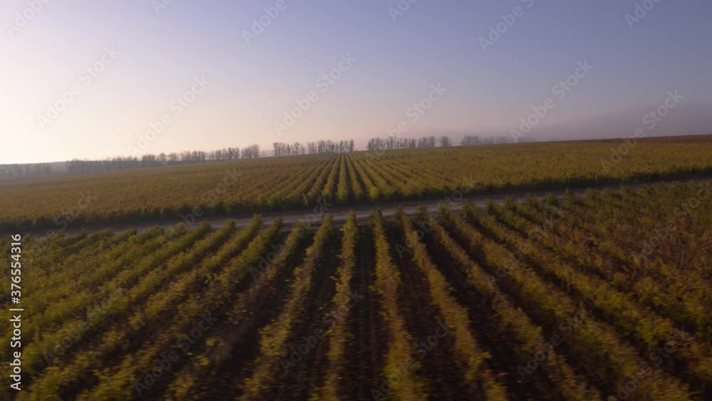 Bordeaux vineyard in autumn under the frost and fog, Time Lapse Bordeaux vineyard in autumn under the frost and fog, Time Lapse