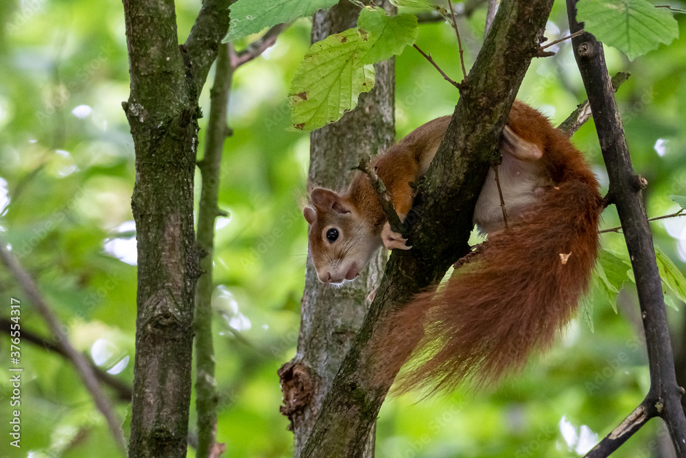 european red squirrel sitting on a tree in hesse germany