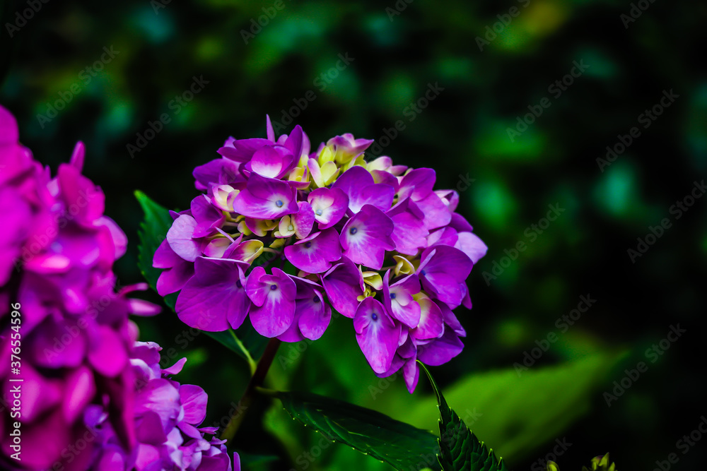 Hydrangea Nebulicola growing at a botanical garden. Hydrangea Nebulicola growing at a botanical garden.