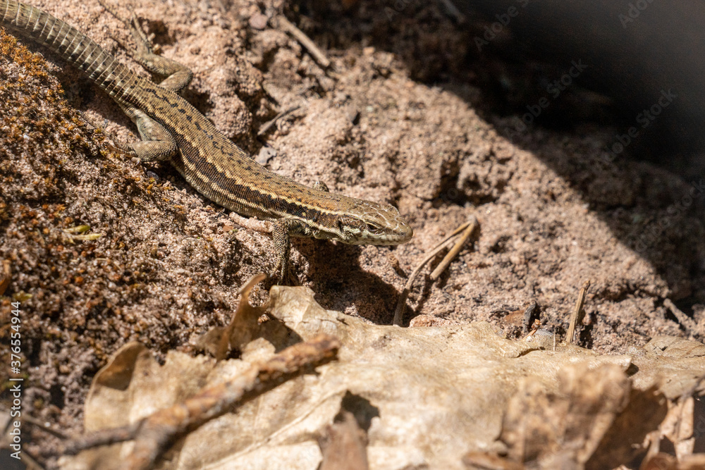 common wall lizard resting on the ground common wall lizard resting on the ground