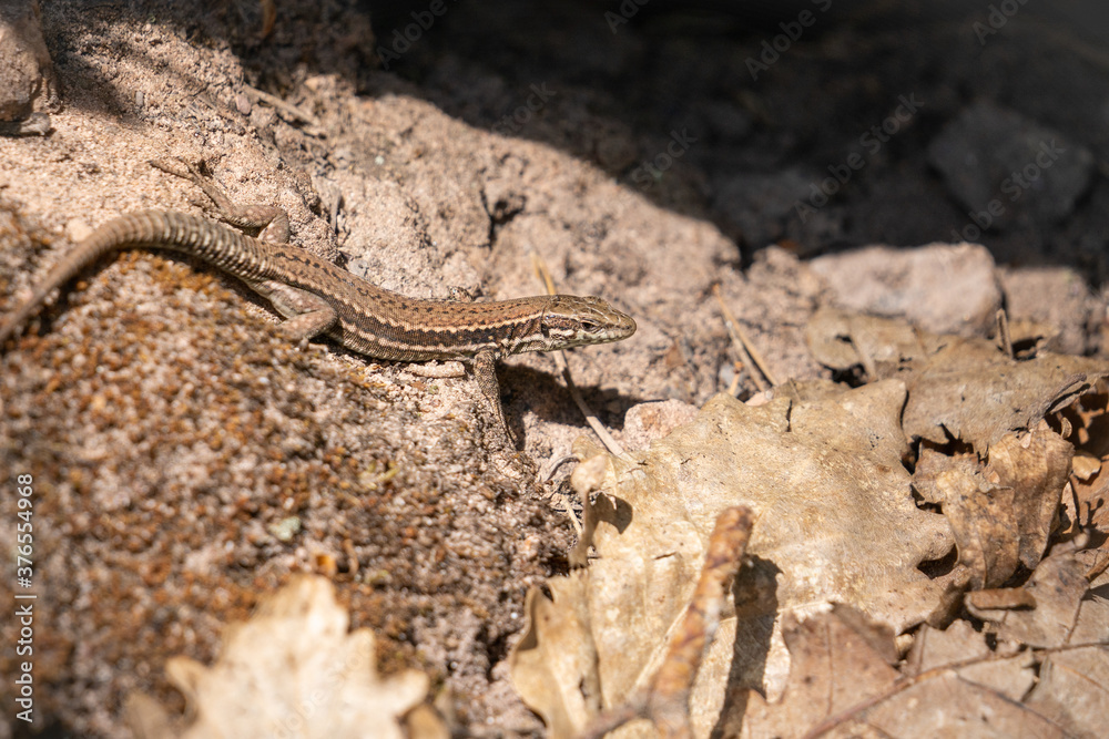 common wall lizard resting on the ground common wall lizard resting on the ground