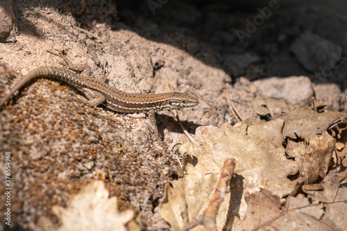 common wall lizard resting on the ground