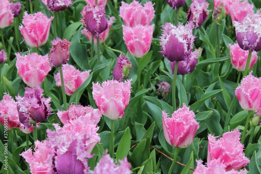 Obraz premium Dutch garden, tulips
