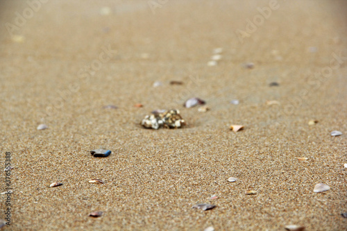 shells on beach sand
