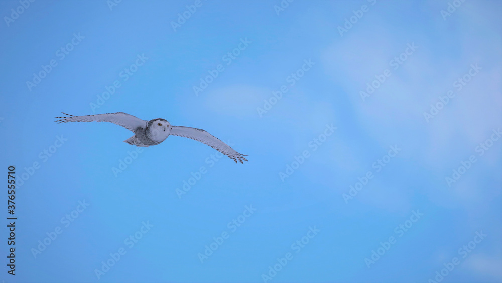 Snowy Owl in flight on blue winter sky. ( Bubo scandiacus ) Snowy Owl in flight on blue winter sky. ( Bubo scandiacus )