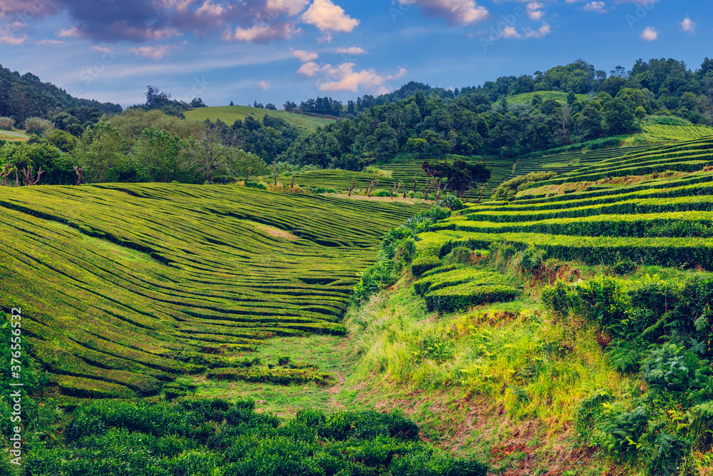 Fototapeta premium Tea plantation in Porto Formoso. Amazing landscape of outstanding natural beauty. Azores, Portugal Europe. Tea plantation on the north coast of Sao Miguel Island in the Azores, Portugal.