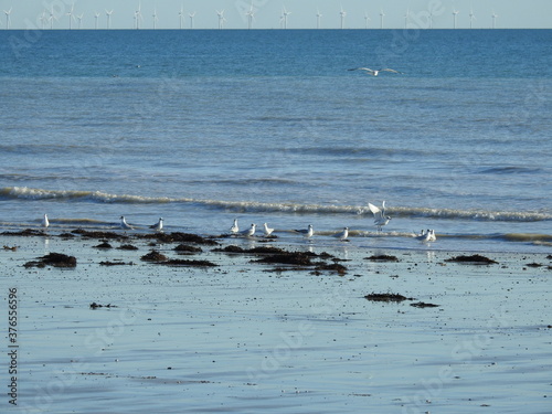 Wallpaper Mural Seagulls by the sea by the waves Torontodigital.ca