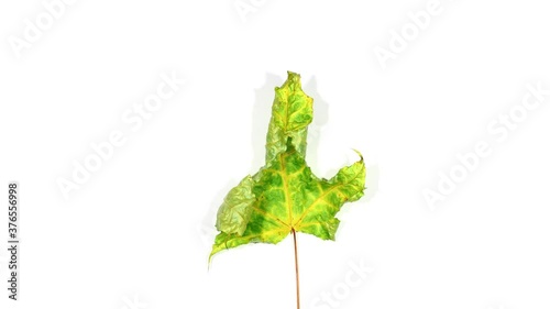 Green maple leaf quickly dry up and shrivel, time lapse shot, isolated on white background. Real tree sheet exsiccates and hunch, but does not change color, stay yellow-green