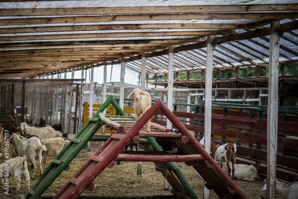 Fototapeta premium Baby goat playing in games from its pen on the farm.