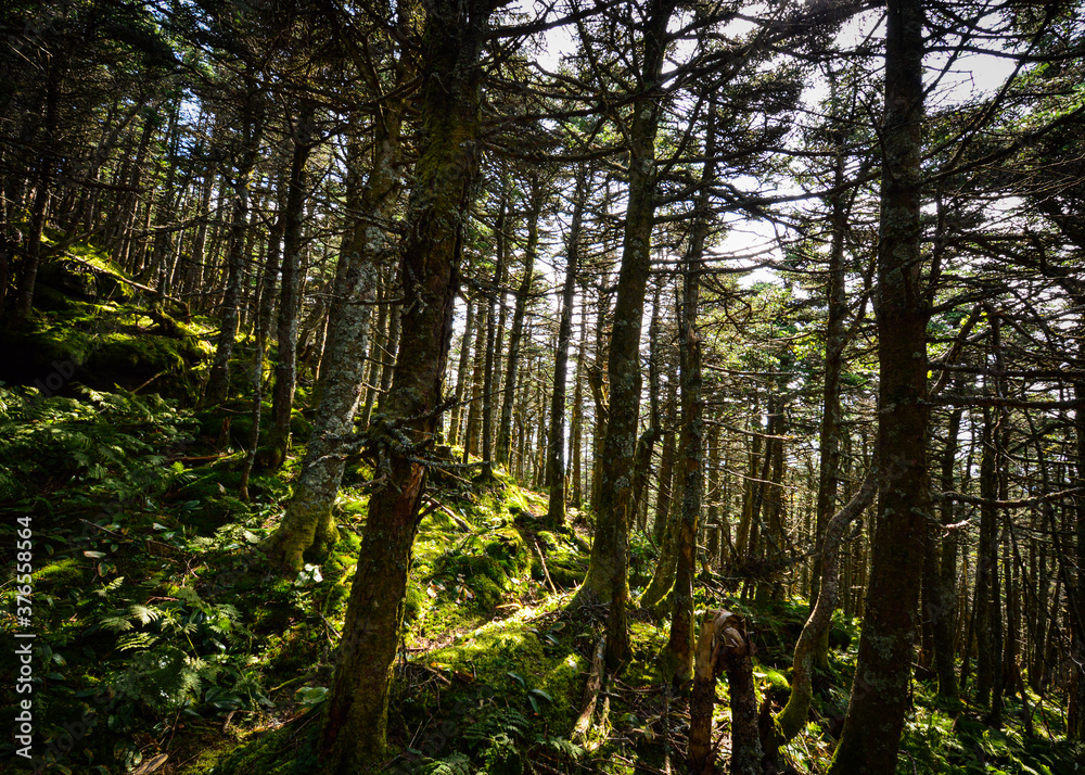 Obraz premium trees in the woods Killington Peak VT