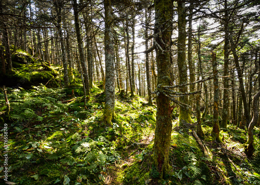 Obraz premium forest in spring Killington Peak VT