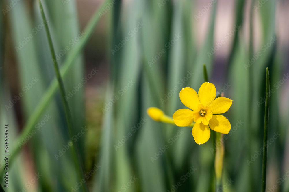 a yellow daffodil blooming in arkansas