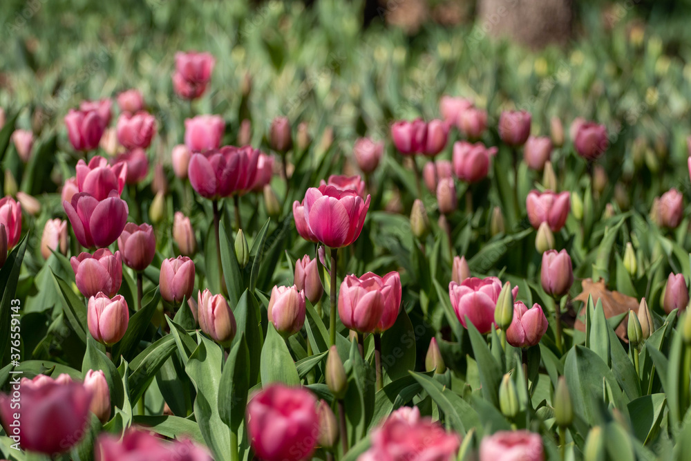 recently blooming pink tulips with vibrant colors recently blooming pink tulips with vibrant colors