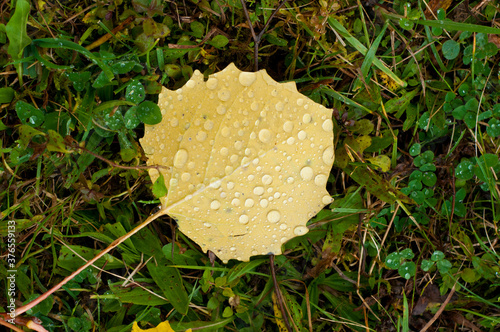 Close-up of single yellow poplar leaf covered with water droplets on the grass.