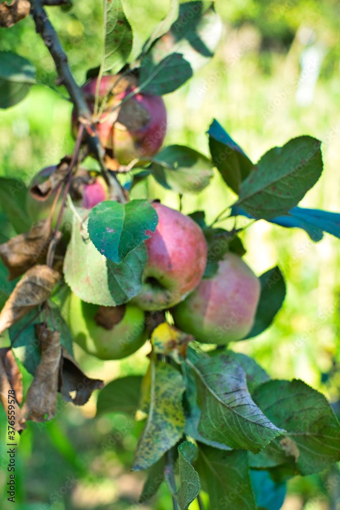 Natural and fully organic apples on a branch Natural and fully organic apples on a branch
