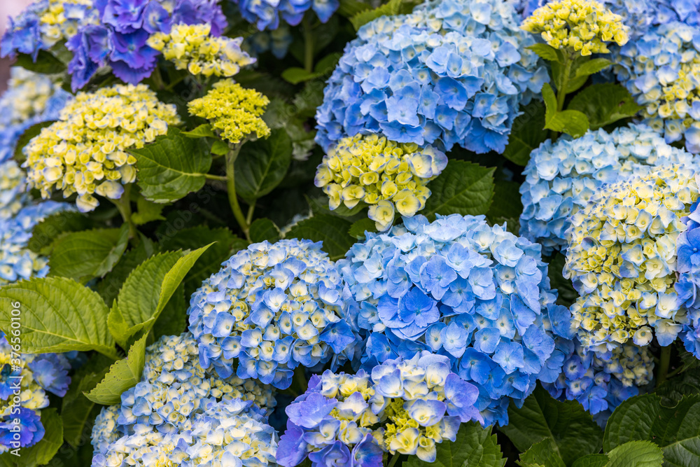 Blue and white hydrangeas in Azores islands. Azores. Portugal. Blue hydrangea from the Azores islands Blue and white hydrangeas in Azores islands. Azores. Portugal. Blue hydrangea from the Azores islands