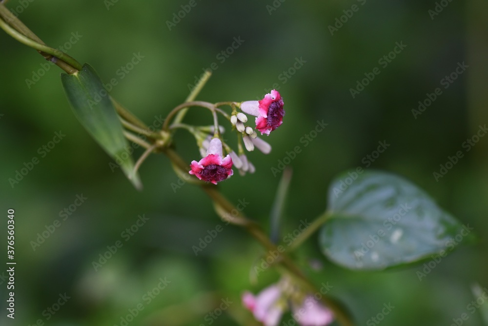 Skunk vine flowers / A Rubiaceae vine perennial weed Skunk vine flowers / A Rubiaceae vine perennial weed