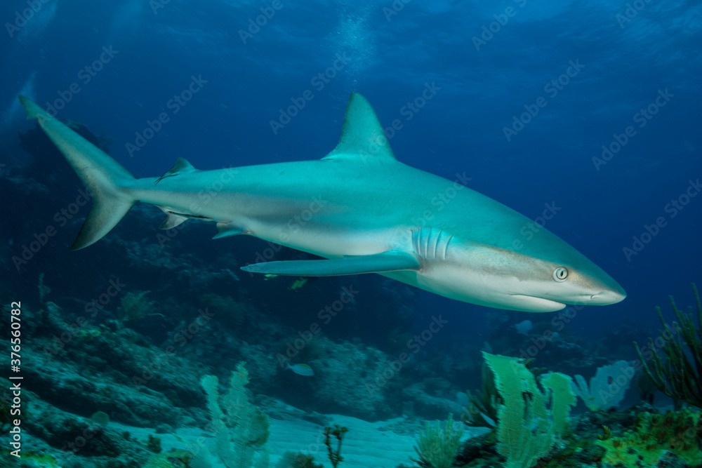 A reef shark (Caracharhinus perezii) on the reef at Sint Maarten
