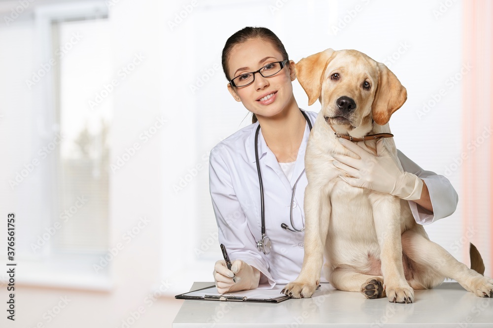 A beautiful young veterinarian with a dog on a hospital background