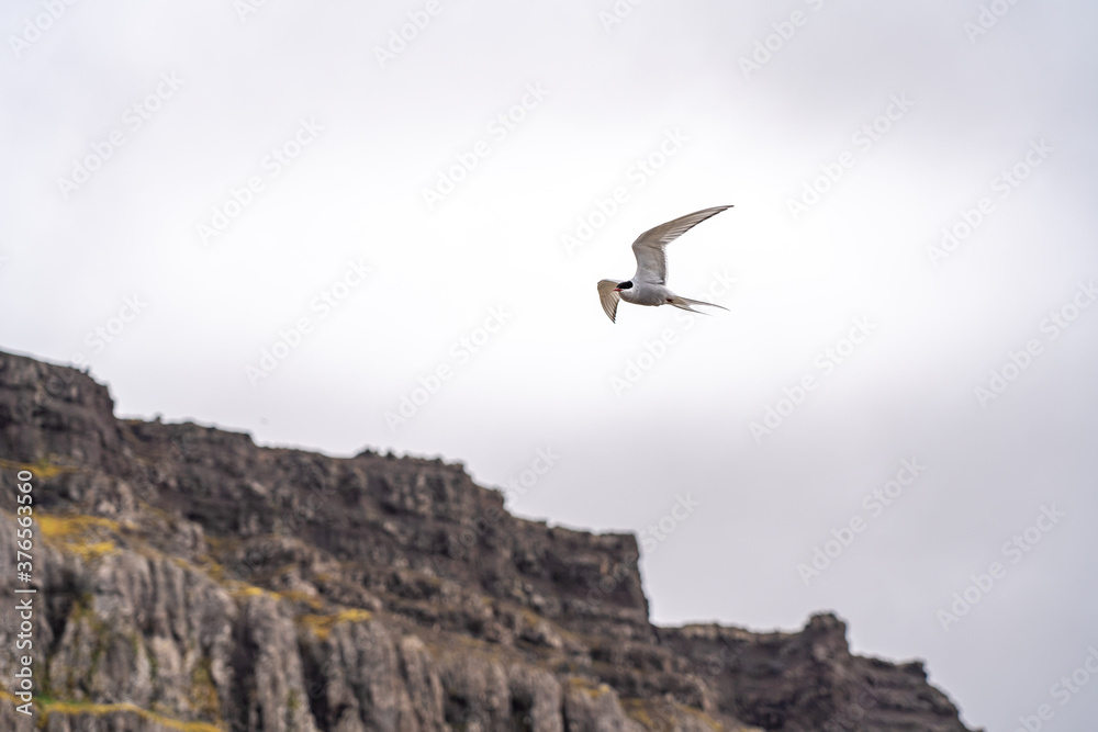 Fototapeta premium Birds in Iceland