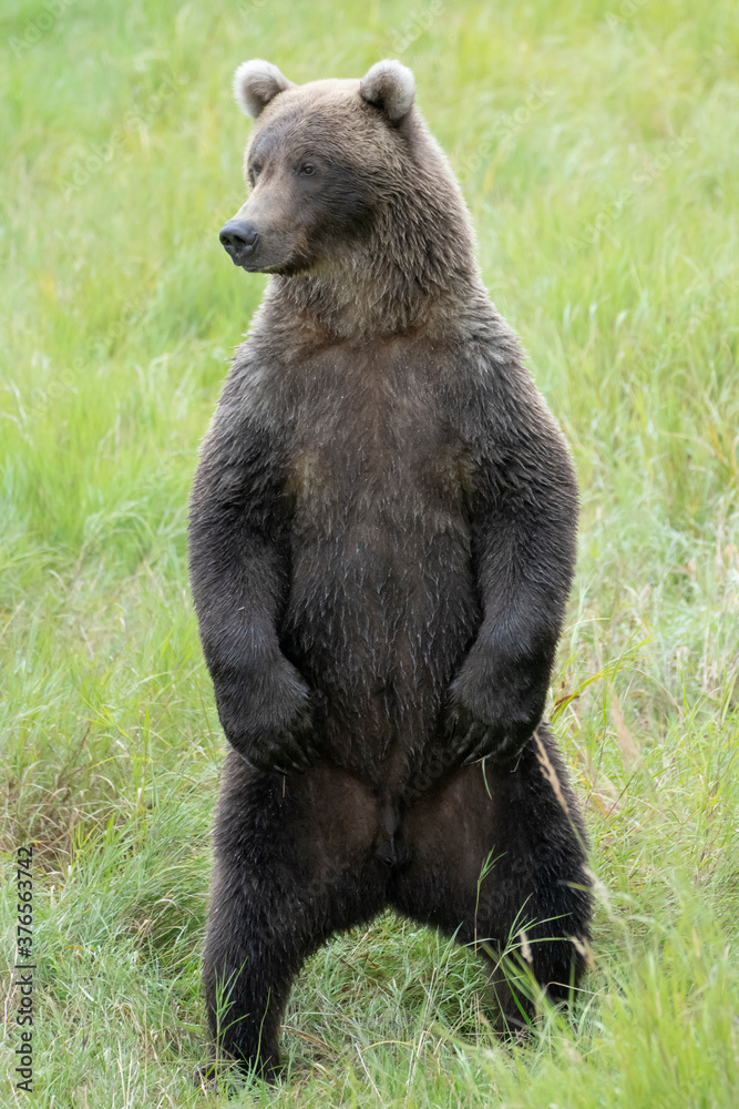 Fototapeta premium Large male Brown Bear standing on hind legs