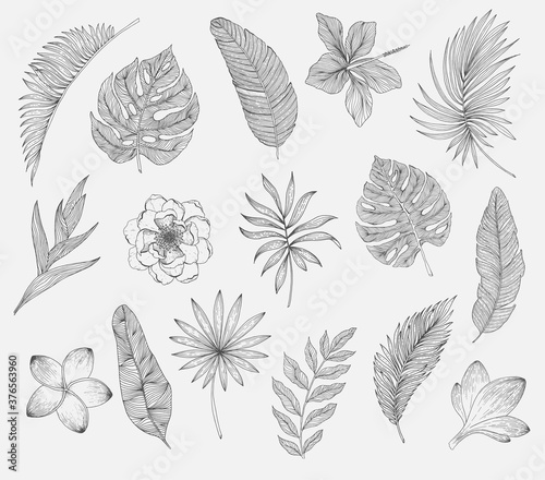 Set of tropical leaves and flowers. Plants isolated on white background