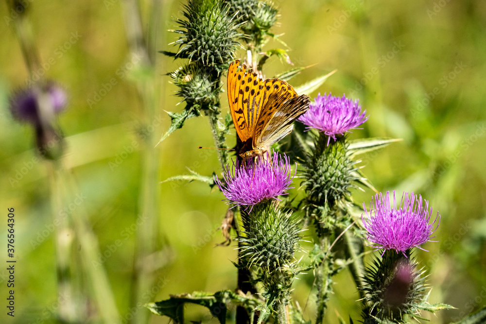 imperial coat butterfly resting on a purple flower imperial coat butterfly resting on a purple flower