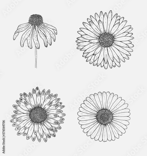 Chamomile flowers isolated on white background. Herbs Icon.
