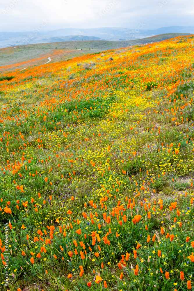 Field of vibrant California Poppies during the 2019 super bloom in the Antelope Valley Poppy Reserve, California.