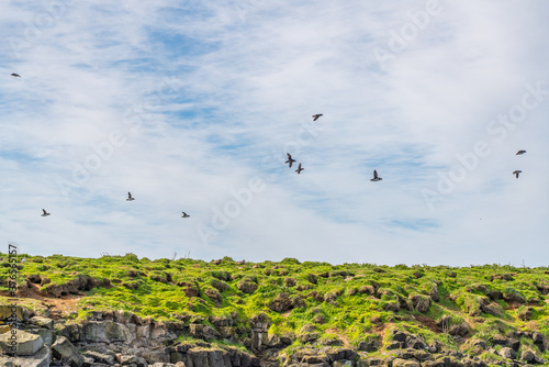 Puffin colonies flying in Iceland countryside