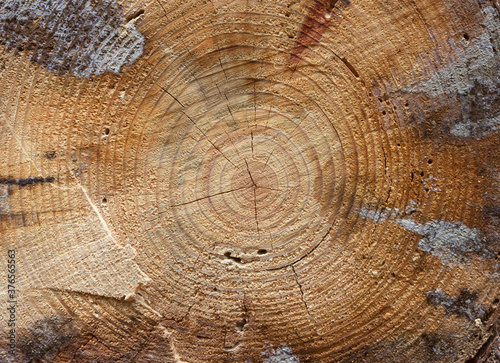 Bark Texture