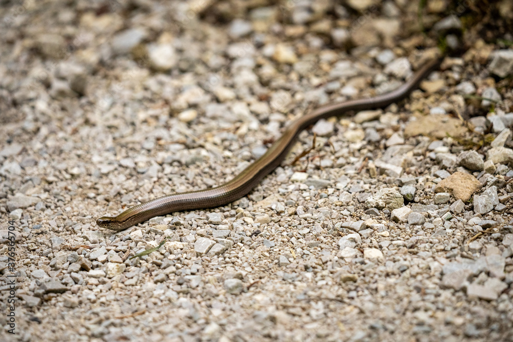 closeup of a blindworm on a gravel road