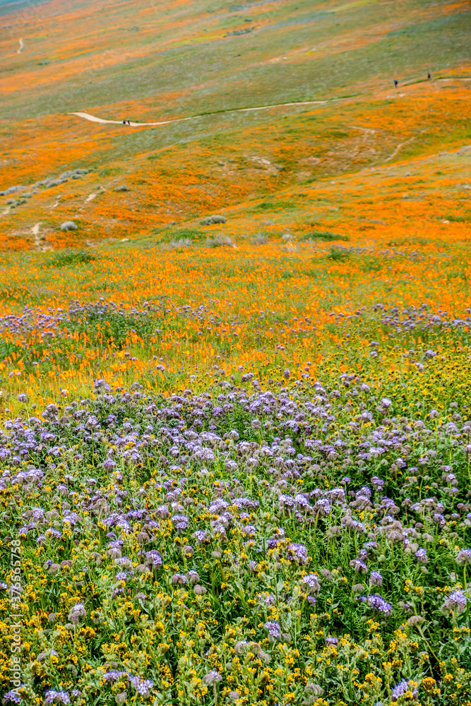 California Poppies with other wildflowers during the 2019 super bloom in the Antelope Valley Poppy Reserve, California.