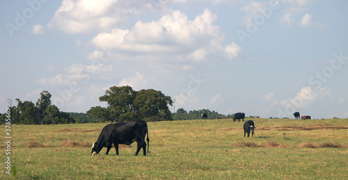 herd of cows