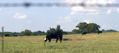 Cow in a field