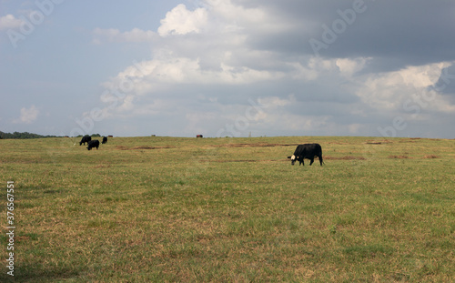 herd of cows