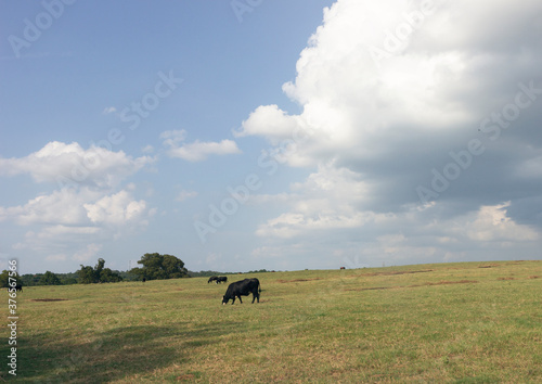cows on a meadow