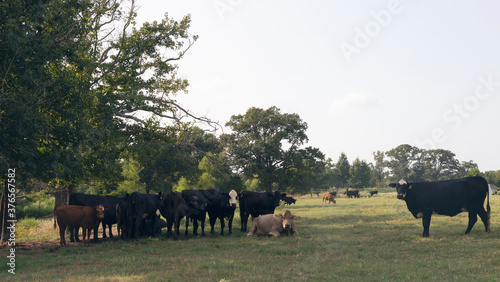 Cows underneath trees