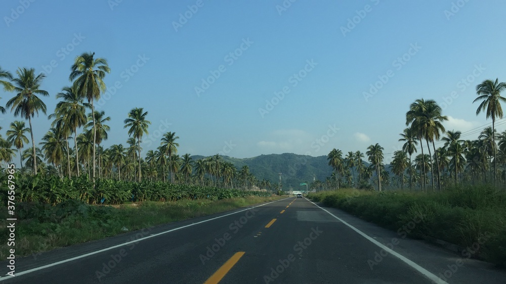 palm tree road