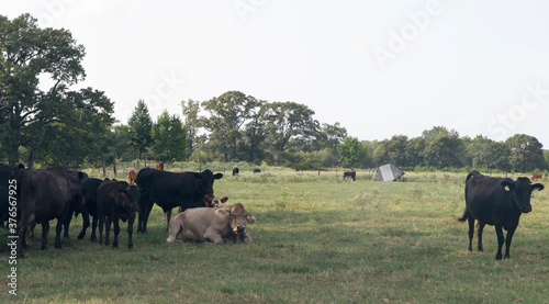 herd of cows © ChristianJ