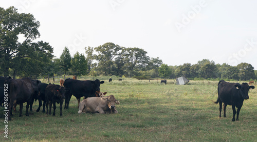 herd of cows