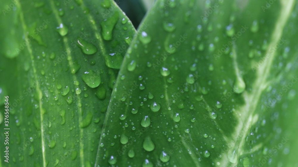 water drops on green leaf water drops on green leaf
