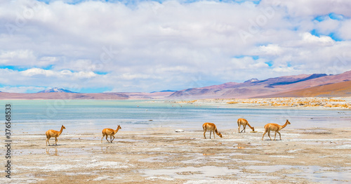 A herd of vicuna (vicugna vicugna) near the salt flat and lagoon of Chalviri nearby the Laguna Colorada, Salar de Uyuni, Bolivia. photo