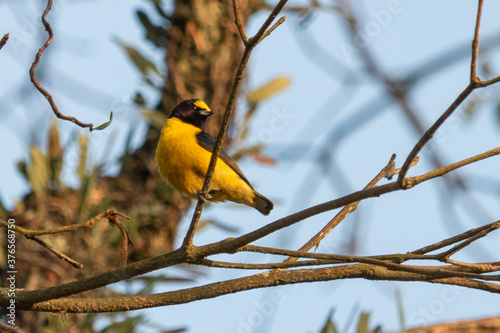 
Birds in my backyard