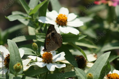 Common Buckeye Butterfly 2020 AIV photo