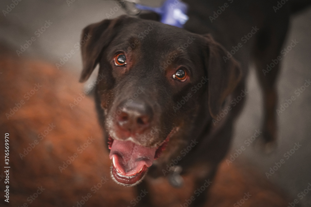 brown labrador retriever